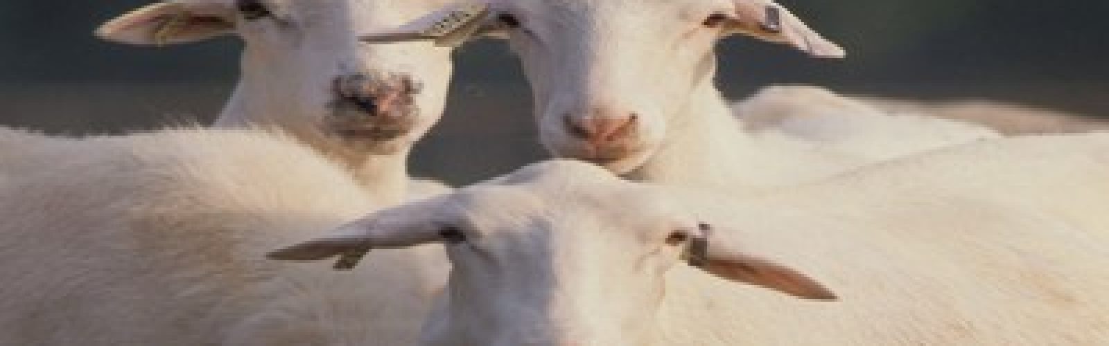 Sheep