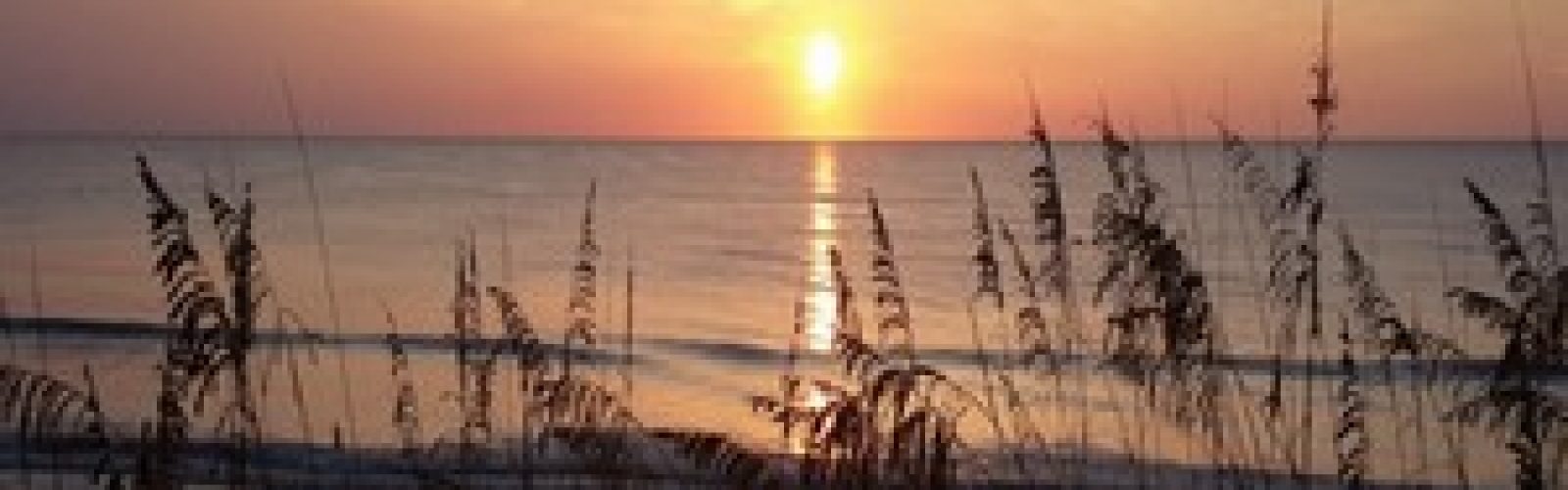black sea oats gold black sea oats gold