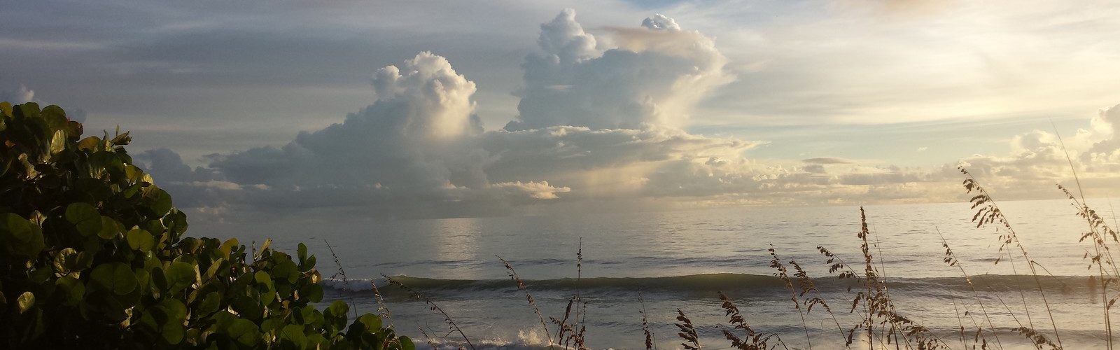dawn.cumulus Morning Sea Oats and Sea Grapes